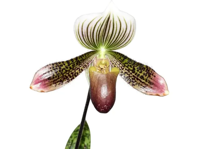 Paphiopedilum callosum type pygmy form x vietnamense (Paphiopedilum)