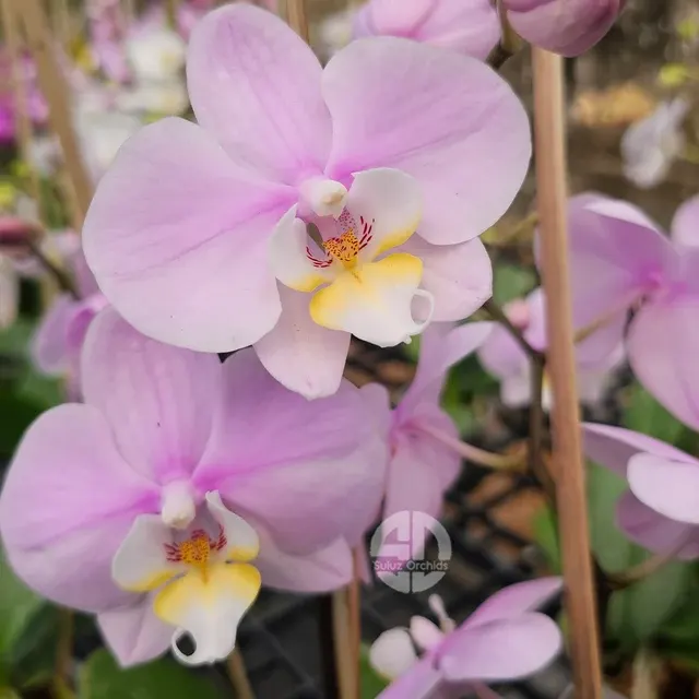 Phalaenopsis Cover Girl