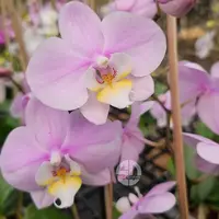 Phalaenopsis Orchid Cover Girl Mature Plant - Ready To Flower