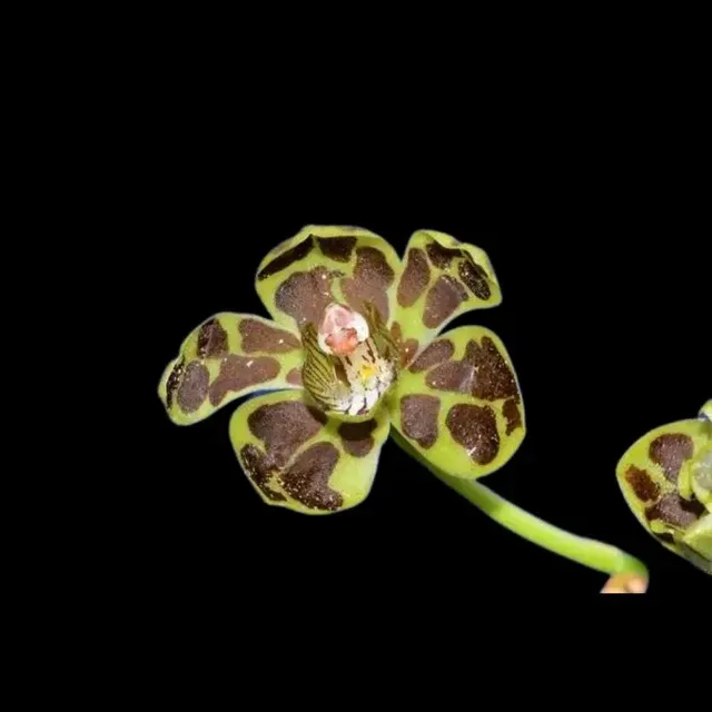 Grammatophyllum scriptum 'Miniature'