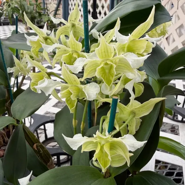Dendrobium Micro Forbes - OPEN BLOOMS