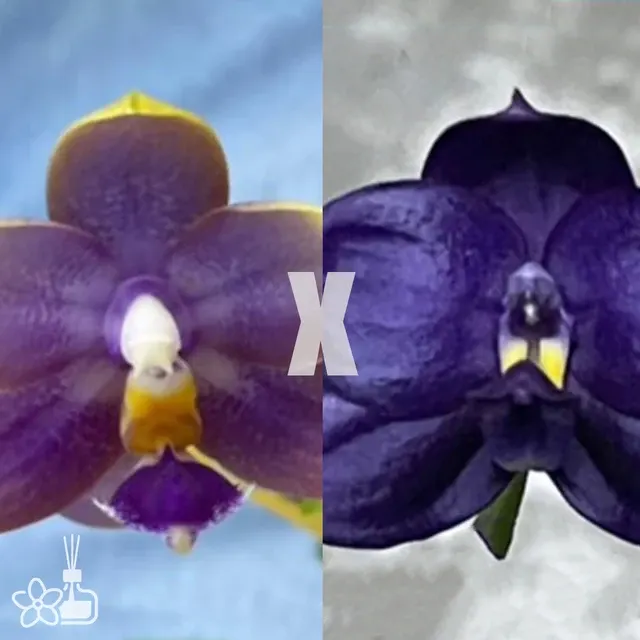 Phalaenopsis Penang Jewel x (Lioulin Red Jaguar x violacea indigo)