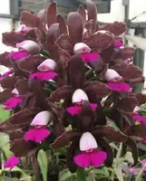 C. leopoldii