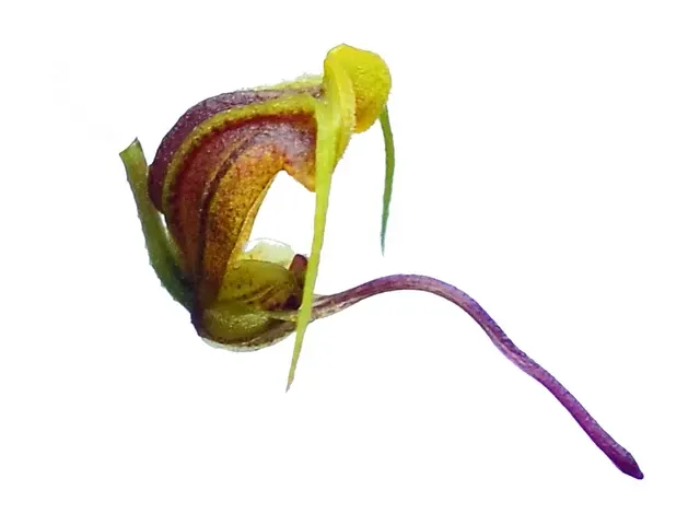 Scaphosepalum breve f xanthinum (Scaphosepalum)