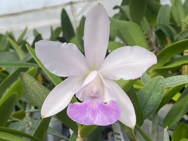 Cattleya walkeriana × intermedia
