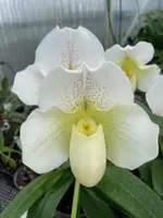 Paphiopedilum White Lady (P. White Knight x P. Ice Age)