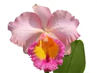 Rhyncholaeliocattleya Edison Lojano