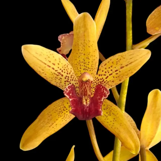 Grammatocymbidium Pakkret Nirvana