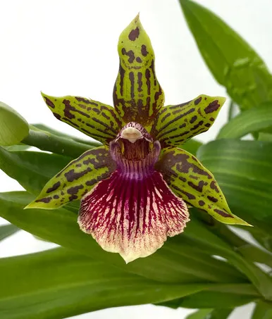 Zygopetalum Starburst AM/AOS 'Parkside'