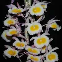 Dendrobium primulinum — Pink