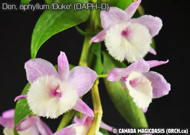 Dendrobium aphyllum 'Duke' (Dendrobium)