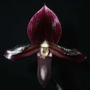 Paphiopedilium Maudiae Black (Paphiopedilum)