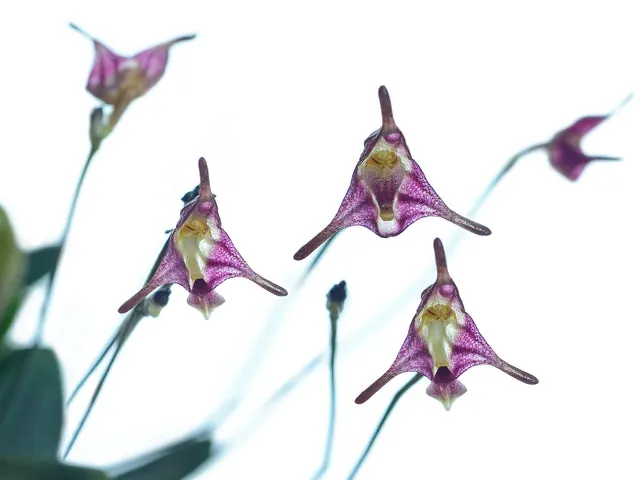 Porroglossum porphyreum (Porroglossum)