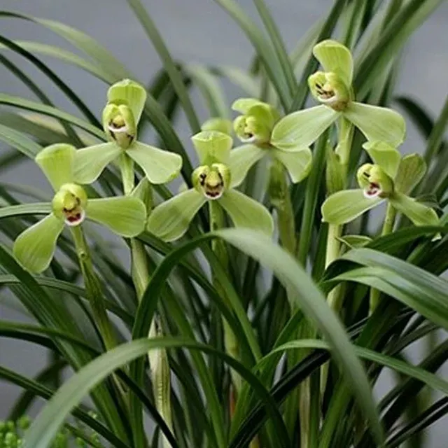 Cymbidium goeringii 'Lv-Ying'