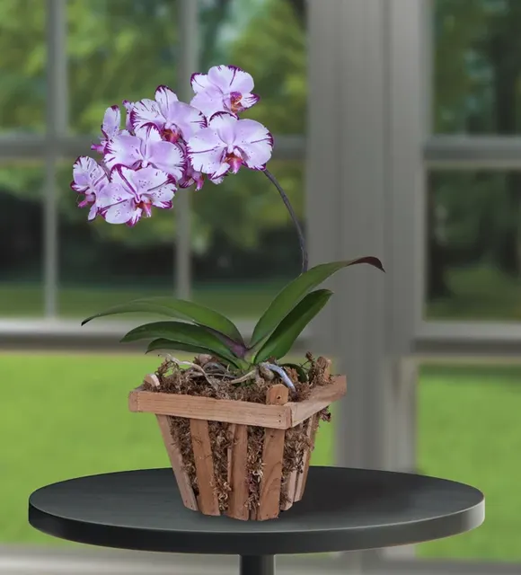 Phalaenopsis Orchid ‘Magic Art’