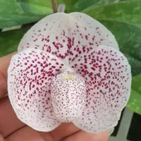 Paph. gratrixianum X Paph. niveum