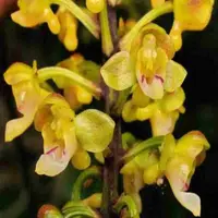Robiquetia succisa sp.