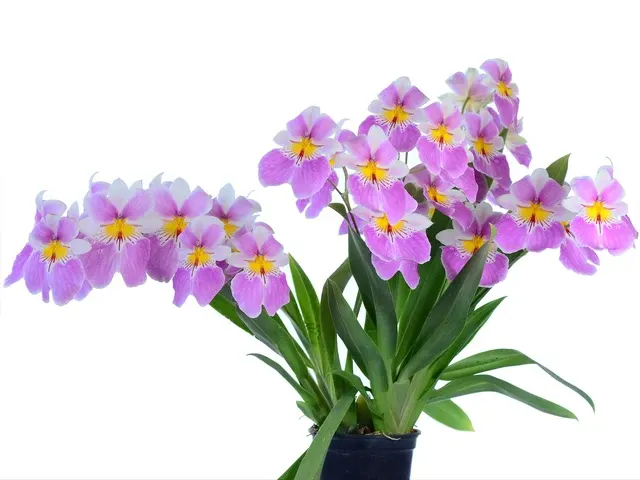 Miltoniopsis Guidos Dream (Miltoniopsis)