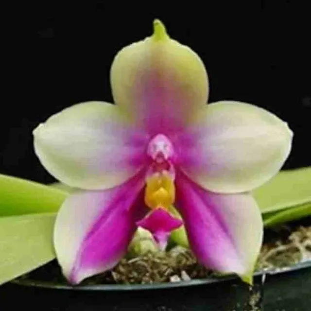 Phalaenopsis bellina fma (Phalaenopsis)
