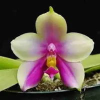 Phalaenopsis bellina fma. ‘Ponkan’- AM-AOS