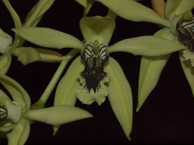 Coelogyne burfordense (Coelogyne)
