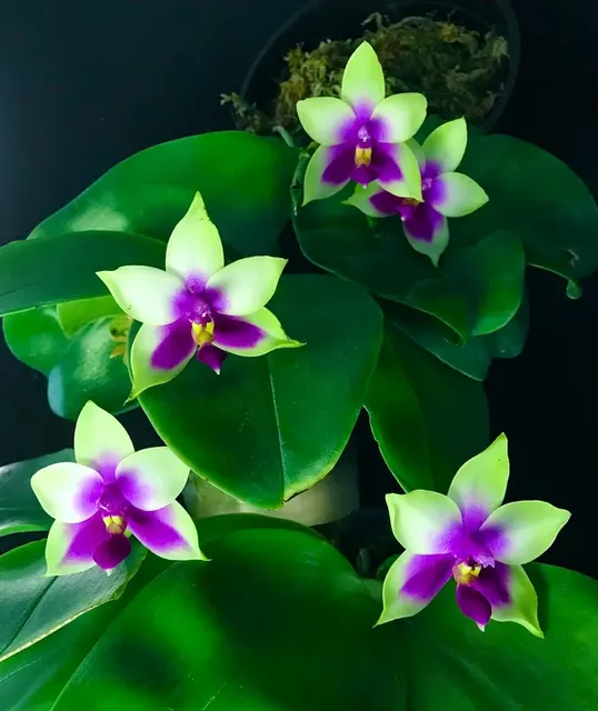 Phalaenopsis bellina x sib (Phalaenopsis)
