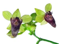 Telipogon astroglossus
