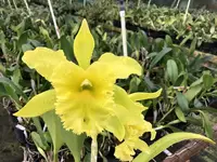 Rlc Ports of Paradise ‘Emerald Isle’ FCC/AOS