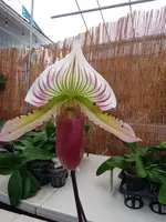 Paph. Maudiae white, puple, multi color 3" pot Growers Choice — Blooming Size