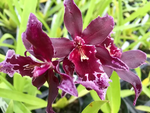 Vuylstekeara Melissa Brianne 'Dark'