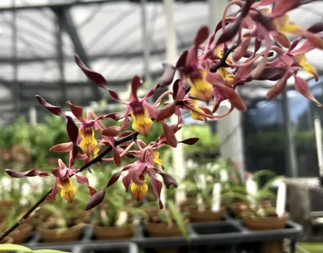 Dendrobium Minnie