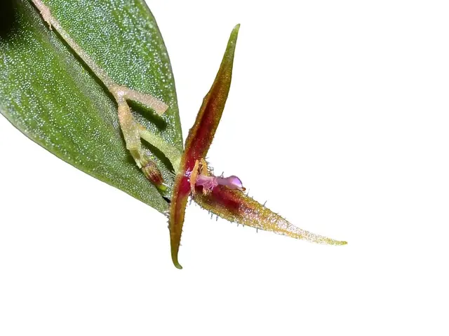 Lepanthes scrotifera (Lepanthes)