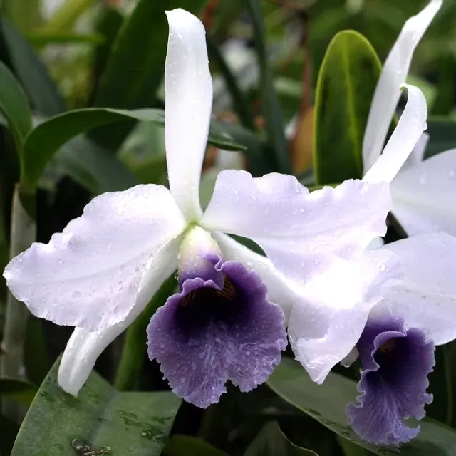 Cattleya C.G. Roebling 'Sentinel' (Cattleya)