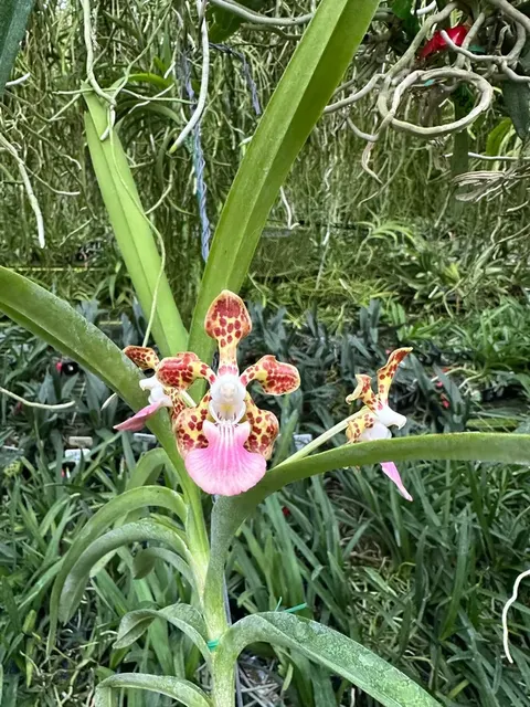 Vanda James Sutton (Vanda)