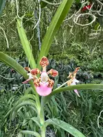 Vanda James Sutton