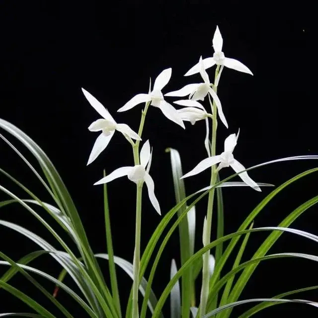 Cymbidium tortisepalum 'Da-Xue-Su' (Cymbidium)
