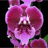 Phalaenopsis Younghome Benny
