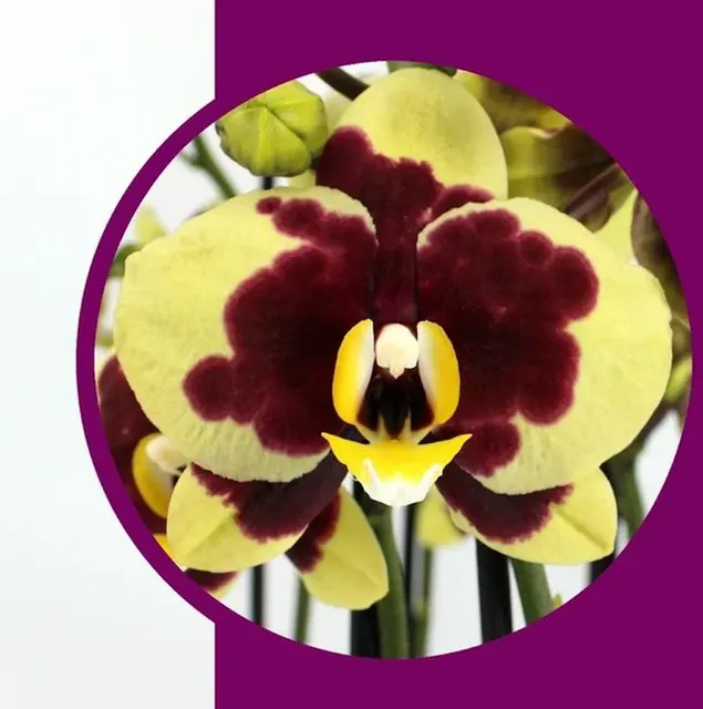 Phalaenopsis Yellow Cow