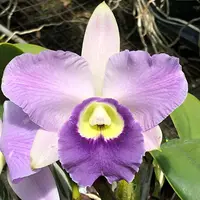 Cattleya Cosmo-Roebling 'Volcano Queen' 3.25" mericlone