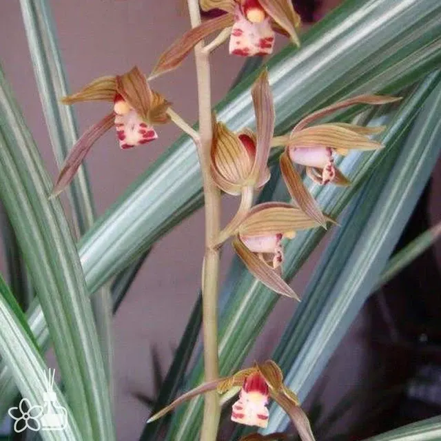 Cymbidium sinense 'Rui-Hua'