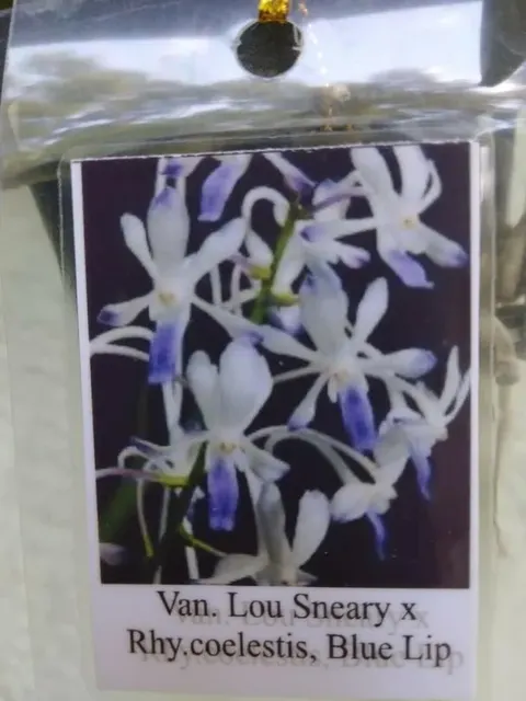 Vanda Lou Sneary × Rhynchostylis coelestis (Vanda)