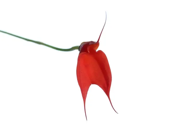 Masdevallia idae (Masdevallia)
