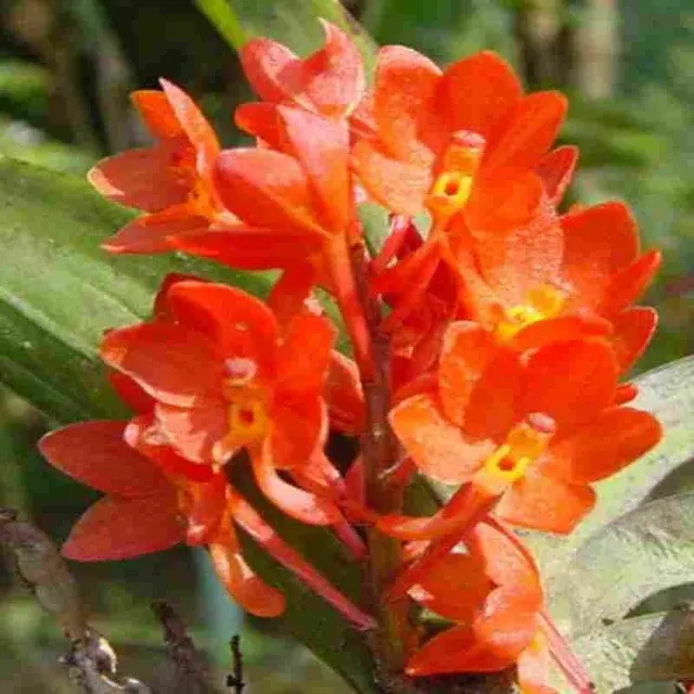 Ascocentrum ampullaceum var orange sp (Ascocentrum)