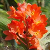 Ascocentrum ampullaceum var. orange sp.