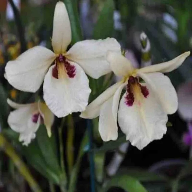 Dendrobium albosanguineum sp (Dendrobium)