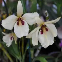 Dendrobium albosanguineum sp.