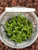 FLASK Angraecum clavigerum