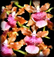 Flowering Size Plant - Oncidium Pacific Sunrise 'Hakalau'