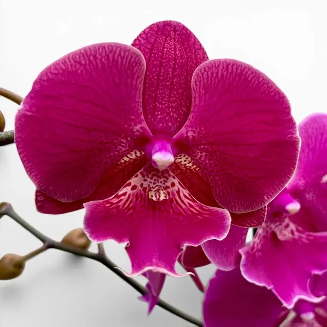 Phalaenopsis 'Limited #115’ Big Lip