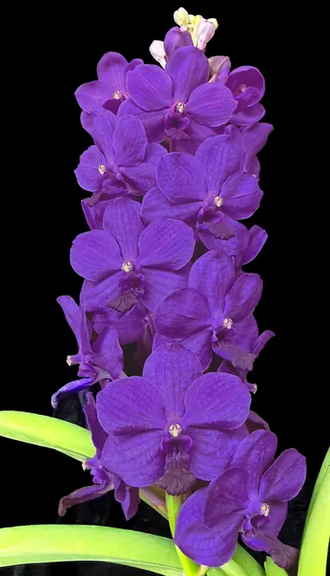 Vanda Sandi Block-Brezner 'Crownfox' (Vanda)